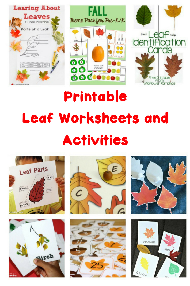 printable-leaf-worksheets-and-activities-mrs-karle-s-sight-and-sound-reading